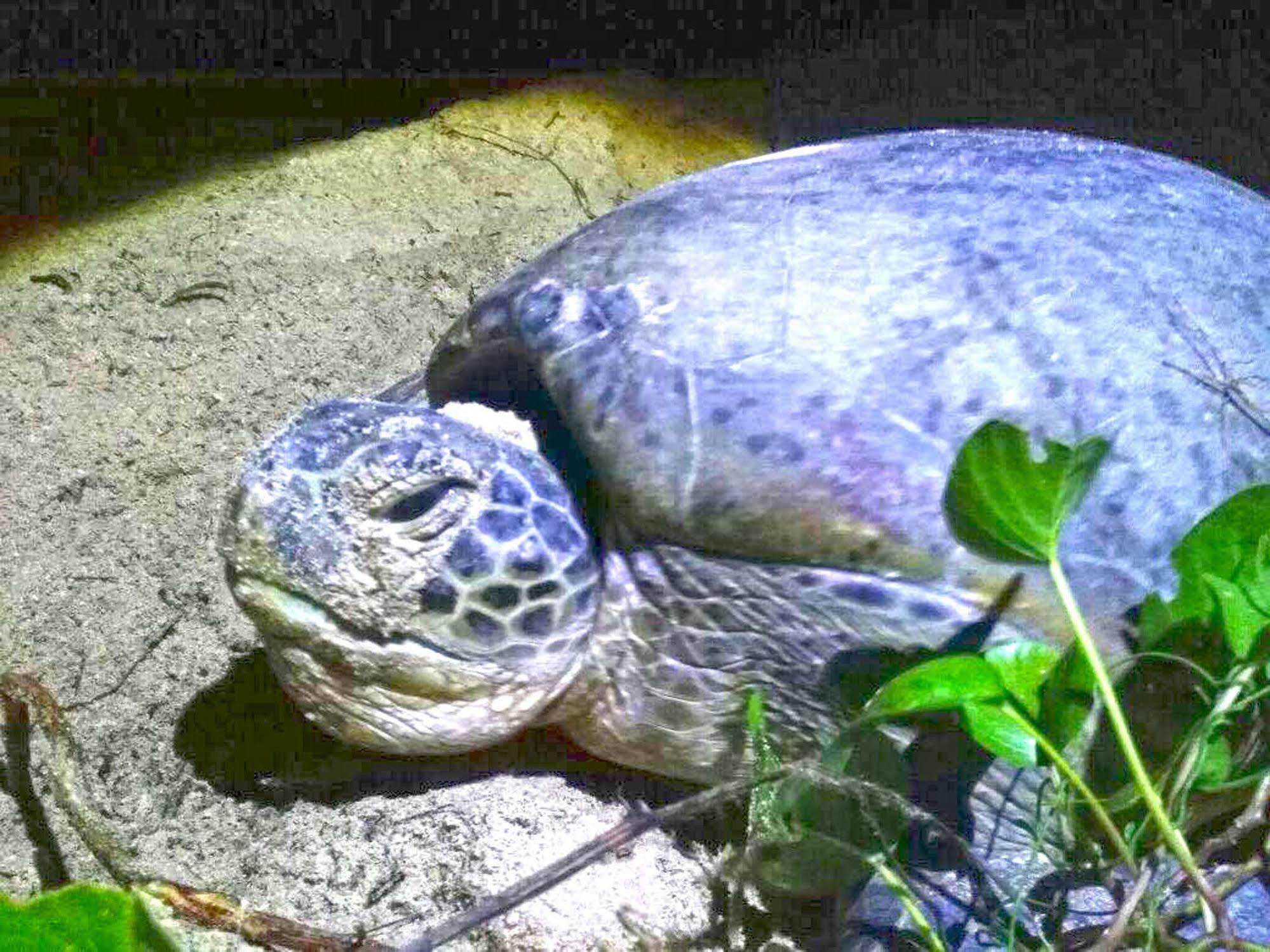 Selingan Turtle Island Hotel Sandakan Bagian luar foto