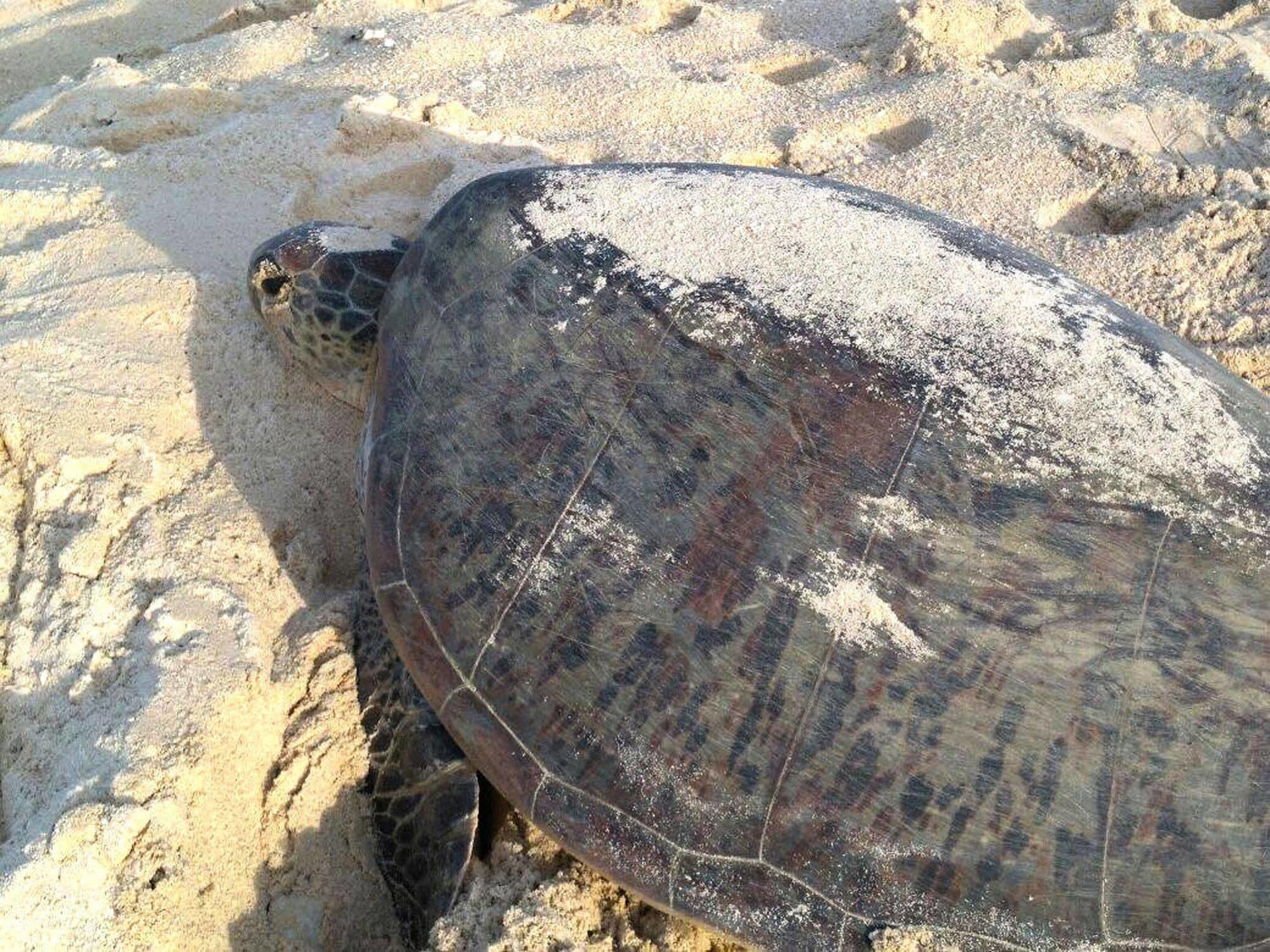 Selingan Turtle Island Hotel Sandakan Bagian luar foto